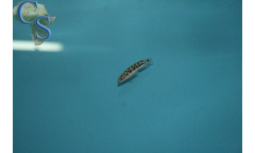 Julidochromis ornatus kapampa